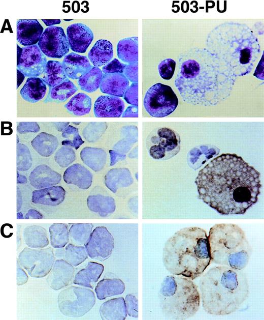 Fig. 6. Macrophage development can be restored by PU.1 transduction of PU.1-deficient 503 cells. (A) PU.1 transduction of 503 cells (503-PU) restored the development of cells with typical macrophage appearance as shown by Wright-Giemsa staining. (B) Immuno-cytochemistry was used to show that 503-PU cells expressed the macrophage marker F4/80, unlike the parental cells (503). Positive-staining cells demonstrate an orange-brown reaction product. Note the presence of F4/80+ 503-PU cells with lobate nuclear morphology of monocytes. (C) An adherent subpopulation 503-PU cells was also positive for the macrophage subset marker sialoadhesin by immunocytochemical staining, whereas no positive cells were found in parental 503 cultures.