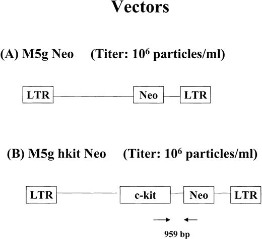 Fig. 2. Diagram of retroviral vectors encoding humanc-kit cDNA used in the studies. (A) M5g Neo vector. (B) M5g hkit Neo vector. The positions of the PCR primers and expected size of amplified products are shown.