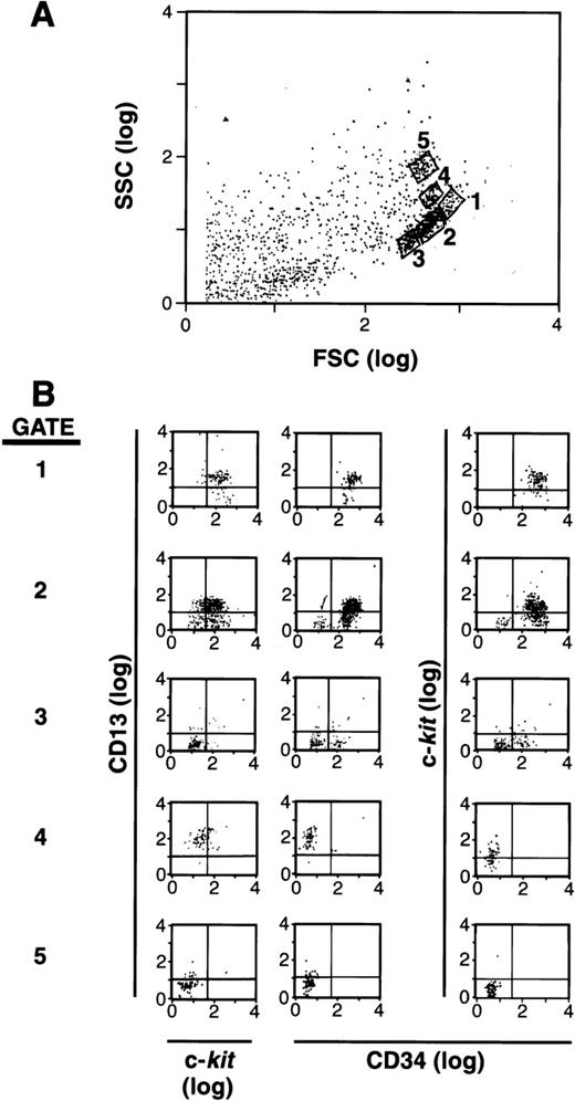 Fig. 1. FSC, SSC, and surface antigen expression of BM-and PB-derived CD34+ cells. (A) FSC and SSC display with 5 populations gated for further study. (B) Expression of CD13 versus c-kit and CD34 in each gate.1-5 The population of cells in gate 1 is CD34+/c-kit+/CD13+; gate 2 is mixed CD34+/c-kit+/c-kit−/CD13+/CD13−; gate 3 is mixed CD34+/CD34−/c-kit−/CD13−; gate 4 is CD34−/c-kit+/CD13+; and gate 5 is CD34−/c-kit−/CD13−. Results shown are representative of 6 experiments separately performed, using either BM (n = 3) or PB (n = 3) cells, and in which the FSC by SSC patterns resemble one another.