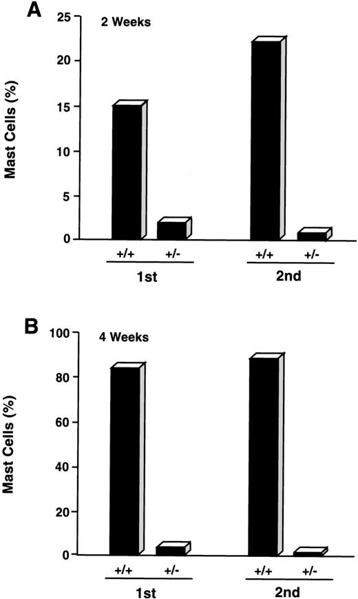 Fig. 7. Effect of sequential sorting of CD34+/c-kit+/CD13−progenitor cells on the appearance of mast cells at 2 (A) and 4 (B) weeks of culture. Equal numbers (1.5 × 105 cells) of c-kit+/CD13+ (+/+) and c-kit+/CD13− (+/−) cells from the first sort were placed in culture (1st). A portion of CD34+/c-kit+/CD13−cells underwent a second sort (2nd) into c-kit+/CD13+ (+/+) and c-kit+/CD13− (+/−) cells that were also placed in culture. Equal numbers (1.5 × 105cells) were again plated. Results are presented as percentage of mast cells and are representative of 2 experiments separately performed, using PB cells.