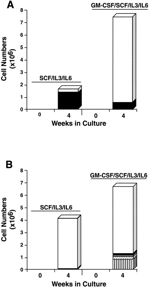 Fig. 9. Effect of rhGM-CSF on the differentiation of CD34+/c-kit+/CD13+(A) and CD34+/c-kit+/CD13−(B) cells cultured in rhSCF/rhIL-3/rhIL-6 over 4 weeks. Results shown are the average of 3 experiments separately performed, using PB cells. (□), Monocytes; (▪), mast cells; (), neutrophils; (), basophils; (▥), eosinophils.