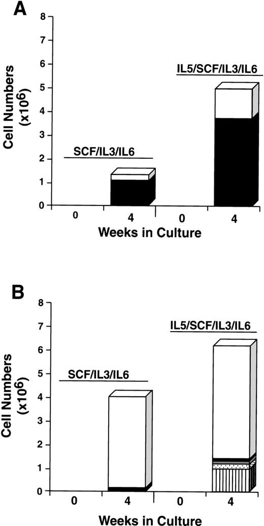 Fig. 10. Effect of rhIL-5 on the differentiation of CD34+/c-kit+/CD13+(A) and CD34+/c-kit+/CD13−(B) cells cultured in rhSCF/rhIL-3/rhIL-6 over 4 weeks. Results shown are the average of 3 experiments separately performed, using PB cells. (□), Monocytes; (▪), mast cells; (), neutrophils; (), basophils; (▥), eosinophils.