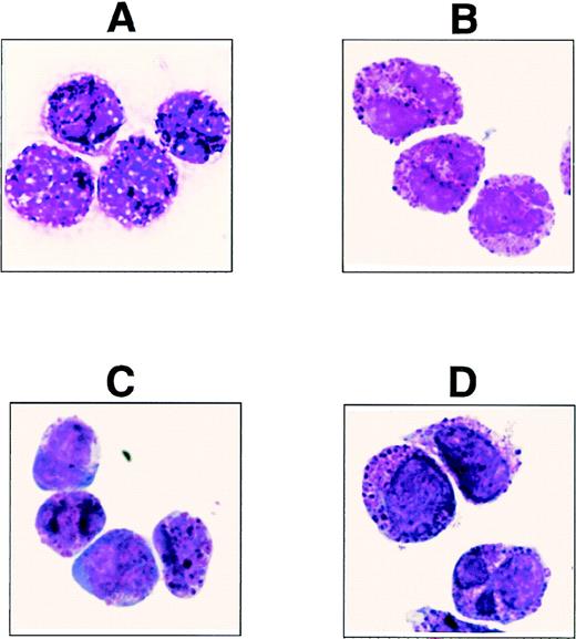 Fig. 1. May-Grünwald-Giemsa–stained cells derived from (A) MACS-selected 97A6+ PB cells (positive enrichment), (B) StemSep (basophil kit)–selected PB cells (negative enrichment), (C) StemSep (basophil kit)–selected PB cells from a patient with accelerated phase CML, and (D) FACS-sorted 97A6+IgE+ BM cells.