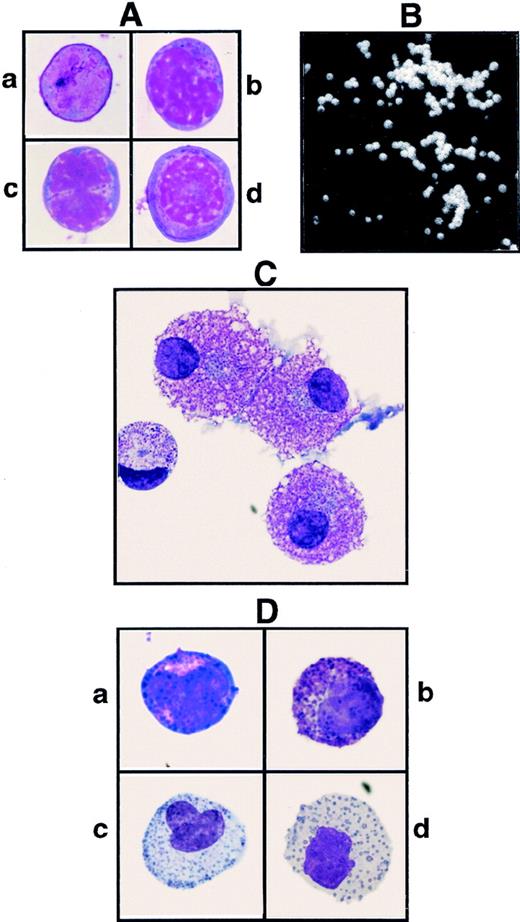 Fig. 6. (A) May-Grünwald-Giemsa–stained CD34+97A6+ BM cells derived from MACS-selected CD34+ cells after staining with anti–CD34-FITC and 97A6-PE, and fractionation by FACS sorting; the cells in a-d show heterogeneity. (B) Colony from CD34+97A6+ BM cells after day 16 of culture in semisolid methylcellulose-containing medium. (C) Mast cells from CD34+97A6+ BM cells after 35 days of culture in serum-free medium in the presence of 100 ng/mL SCF. (D) May-Grünwald-Giemsa–stained cells derived from a bipotent basophil/eosinophil colony type shown in (B). Figure 6D (a, b) and (c, d) show representative basophils (basophilic granules) and eosinophils (eosinophilic granules) of different developmental stages from this colony.