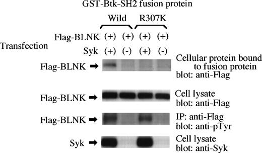 Fig. 2. Tyrosinephosphorylation of BLNK by Syk is responsible for the binding of BLNK to the Btk-SH2 domain. Flag-BLNK was expressed with or without Syk in 293T cells and the cell extracts were incubated with the GST fusion protein of the Btk-SH2 domain. The binding of Flag-BLNK to GST proteins was detected by immunoblotting the cellular proteins bound to the fusion protein beads with the anti-Flag antibody (top panel). Expression of Flag-BLNK (second) or Syk (bottom) in the lysates was detected by immunoblotting with the anti-Flag antibody or the anti-Syk antibody. The tyrosinephosphorylation of Flag-BLNK by Syk was confirmed by immunoprecipitation (IP) with the anti-Flag antibody followed by immunoblotting with the antiphosphotyrosine antibody 4G10 (third).