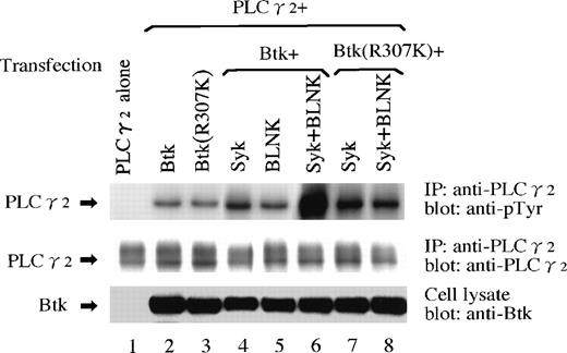 Fig. 4. Tyrosinephosphorylation of PLCγ2 by Btk and Syk on BLNK. Indicated proteins were expressed in 293T cells. Tyrosinephosphorylation of PLCγ2 were detected by immunoprecipitating (IP) with the anti-PLCγ2 antibody followed by immunoblotting with the antiphosphotyrosine antibody 4G10 (top panel). The same filter was reprobed with the anti-PLCγ2 antibody to confirm the equality of the amounts of the PLCγ2 protein (middle). The expression of Btk in the cell lysates is also shown (bottom).