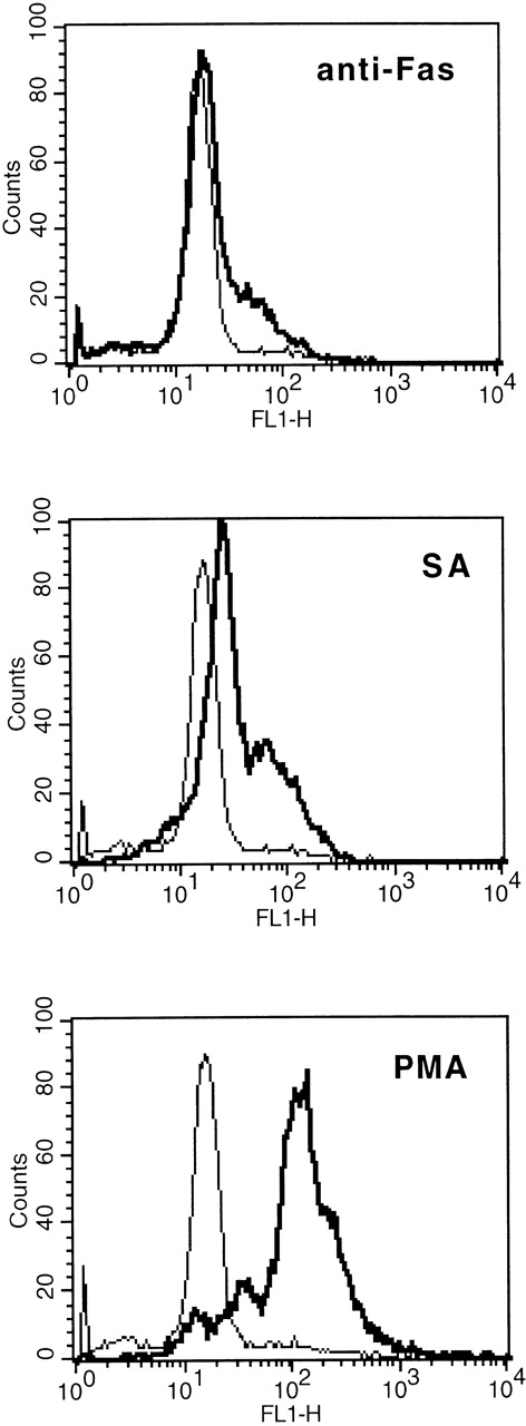 Fig. 5. Comparison of SA-, anti-Fas–, and PMA-mediated intracellular release of H2O2 as determined by augmented R123 fluorescence (FL 1). Eosinophils were stimulated with medium control or SA (50 μmol/L) or anti-Fas (2 μg/mL) for 19 hours, thereafter the cells were labeled with DHR (for details see Materials and Methods). Stimulation with PMA (10−7 mol/L) served as positive control. One representative of 4 experiments is shown. The thin line represents the medium control, whereas the bold line represents the stimulus indicated.