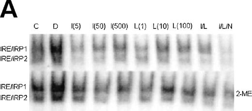 Fig. 6. Regulation of IRE-binding activity of IRPs by IFN-γ/LPS in J774 macrophages. (A) Cells were treated overnight in RPMI culture medium containing 10% FCS with 100 μmol/L DFO (D), 5 to 500 U/mL IFN-γ (I), 10 to 1,000 ng/mL LPS (L), and/or 500 μmol/L NMMA (N), or remained untreatred (control, C). Twenty micrograms of detergent cell extract was assayed for IRE-binding activity of IRP1 and IRP2 by gel-shift assay in the absence or presence of 2% 2-ME. Nitrite production was assayed in the culture medium by the Griess reaction. Results shown are representative of 4 separate experiments. (B) Autoradiographs were densitometrically scanned and the proportion of spontaneous IRP1 activity was expressed as a percentage of the value obtained after exposure to 2% 2-ME, which allows calculation of total IRE binding activity of IRP1. IRP2 activity was plotted in arbitrary units.