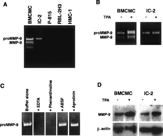 Fig. 1. MMP-9 production from mast cell progenitors. Gelatinolytic activities comparable to proMMP-9 and MMP-9 are observed in IL-3–dependent BMCMCs or IC-2 cells, but not in P-815, RBL-2H3, and HMC-1 cells (A). The addition of 50 ng/mL TPA enhances the gelatinolytic activities released from BMCMCs and IC-2 cells (B). The gelatinolytic activity released from IC-2 cells disappears in gels incubated in buffer containing 20 mmol/L EDTA or 2 mmol/L 1,10-phenanthroline. Enzymatic activity is not affected by incubation with serine protease inhibitors, 1 mmol/L ABSF, or 30 nmol/L aprotinin, respectively (C). Expression of MMP-9 mRNA is observed in BMCMCs and IC-2 cells; and treatment with 50 ng/mL TPA for 6 hours significantly increases the expression of MMP-9 mRNA of both the cells (D).