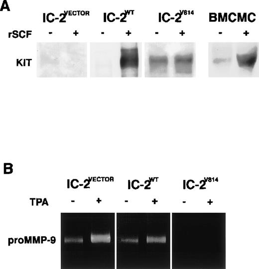 Fig. 3. Detection of c-kit receptor activation and MMP-9 secretion of IC-2 transfectants and BMCMCs. SCF-dependent activation of the c-kit receptor was observed in BMCMCs and IC-2WT cells, whereas SCF-independent phosphorylation was detected in a constitutively active c-kit transfectant (IC-2V814; A). ProMMP-9 activity is marked in control IC-2VECTOR cells and IC-2WT cells as well as the original IC-2 cells, but not in IC-2V814 cells even when stimulated with TPA (B).
