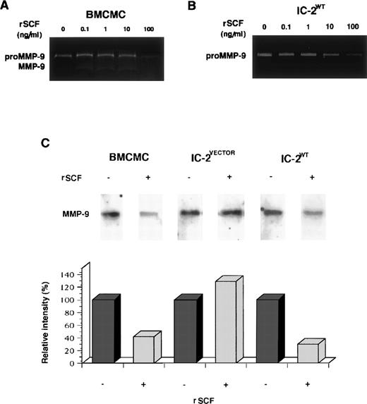 Fig. 4. SCF-induced downregulation of MMP-9 production of mast cell progenitors. BMCMCs and IC-2WT cells were incubated with or without various concentrations of rSCF for 72 hours at 37°C. Dose-dependent inhibitory effect on release of proMMP-9 and MMP-9 is obvious (A and B). mRNA was purified from mast cell progenitors stimulated with or without 100 ng/mL rSCF for 6 hours. MMP-9 mRNA expression of IC-2VECTOR cells is stable despite the addition of rSCF, but MMP-9 mRNA expression of both BMCMCs and IC-2WT cells is markedly reduced by the treatment with rSCF (C).
