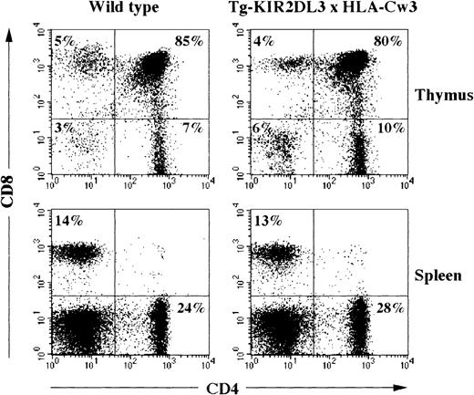 Fig. 4. Flow cytometric analysis of CD4 and CD8 expression on thymocytes and splenocytes of WT and Tg-KIR2DL3 × HLA-Cw3 mice. Freshly isolated thymocytes and splenocytes from WT and Tg-KIR2DL3 × HLA-Cw3 mice were stained with anti-CD4 and anti-CD8 MoAbs and analyzed by flow cytometry.