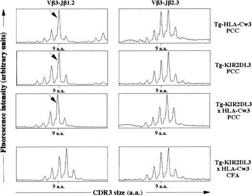 Fig. 6. CDR3β size distribution in PCC immunized mice. Tg-HLA-Cw3, Tg-KIR2DL3, and Tg-KIR2DL3 × HLA-Cw3 mice were immunized with PCC emulsified in CFA (PCC) as indicated. As a control, a group of Tg-KIR2DL3 × HLA-Cw3 mice were injected with CFA alone. The mRNA was extracted from the draining lymph node cells and reversely transcribed into cDNA. The cDNA from the indicated mice was subjected to PCR using Vβ3.1- and Cβ-specific primers followed by a run-off with fluorescent Jβ1.2- and Jβ2.3-specific oligonucleotides. The size distribution was analyzed with the Immuoscope software. Data shown are representative from 3 mice per group. Analysis of Vβ3-Jβ2.3 was performed as a negative control. The arrows indicate the Vβ3-Jβ1.2 rearrangement with a 9 amino acid long CDR3β that is dominant upon PCC immunization.