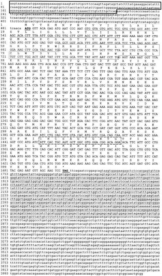 Fig. 2. The nucleotide sequence and deduced amino acid sequence of PTPROt. The PTPROt 5′ and 3′ UTRs are represented by lowercase letters. The PTPROt- specific 5′ UTR sequence (217 bp) is outlined with a heavy border. The PTPROt putative initiation ATG is underlined and indicated in boldface type. The conserved PTPROt transmembrane region (aa 9 through 33) is underlined. The previously characterized, conserved alternatively spliced juxtamembrane sequence (nucleotides 680 to 763, aa 66 to 93) and the catalytic domain signature motif (IHCSAGVGRTG, aa 323 to 333) are outlined. The stop codon (nucleotides 1702 to 1704) is underlined and indicated in boldface type. The ≈1-kb 3′ UTR sequence (nucleotides 1721 to 2751), which is retained in ≈4.1-kb PTPROt transcripts and spliced out of ≈3-kb PTPROt transcripts, is also underlined. In multiple overlapping clones, 2 nucleotide differences were observed in comparison to published PTPRO sequences. Nucleotide 717 was found to be a C rather than an A and nucleotide 740 to be a T rather than C; resulting triplets encode the same amino acid (proline aa 77) or leucine rather than proline (aa 85). These sequence data are available from GenBank under accession no.AF152378.
