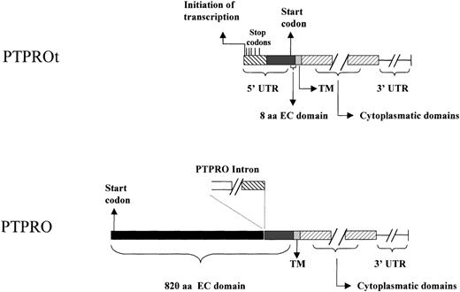 Fig. 3. Comparison of the cDNAs and proteins encoded by PTPROt and PTPRO. The conserved portions of the 8-aa PTPROt and 820-aa PTPRO extracellular domains are represented with identical shading; the unique portion of the PTPRO extended extracellular domain is separately noted. The sequence, which serves as the unique 5′ UTR of PTPROt and also functions as an intron which is spliced out the larger PTPRO cDNA, is also indicated. Conserved transmembrane and cytoplasmic domains and the 3′ UTR are also noted.