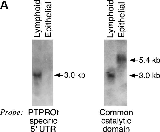 Fig. 4. Northern analysis of PTPROt and PTPRO transcripts in cell lines and multiple human organs and cell types. (A) Northern analysis of epithelial and lymphoid cell lines. Total RNA (20 μg) from the EBV-transformed lymphoblastoid line, Laz 388, and the small cell lung cancer cell line, NCIH345, was blotted and hybridized with a unique PTPROt 5′ UTR probe (left panel) or a probe derived from the conserved catalytic domain (right panel). The unique PTPROt 5′ UTR probe recognizes only the lymphoid transcript, whereas the common catalytic domain probe identifies both isoforms. (B) Northern analysis of RNAs from multiple human organs and cell types. Blots were hybridized with a unique PTPROt 5′ UTR probe (top panel) or a probe derived from the conserved catalytic domain (middle panel). The major ≈3-kb and ≈4.1-kb minor PTPROt transcripts hybridized with both the PTPROt-specific 5′ probe (top panel) and the common catalytic domain probe (middle panel). The larger (≈5.4 kb) epithelial PTPRO transcripts in brain and kidney only hybridized with the common catalytic domain probe (middle panel). The filters were also hybridized with B-actin (bottom panel) to confirm equal loading.