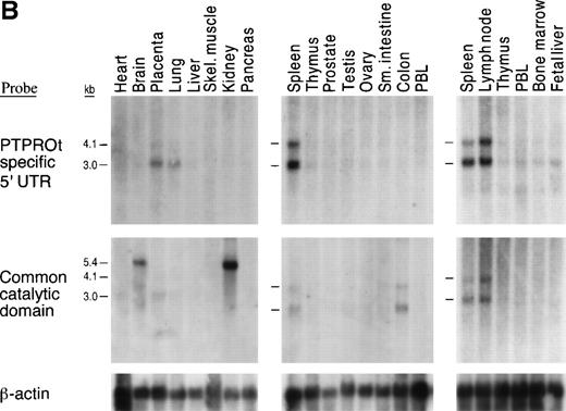 Fig. 4. Northern analysis of PTPROt and PTPRO transcripts in cell lines and multiple human organs and cell types. (A) Northern analysis of epithelial and lymphoid cell lines. Total RNA (20 μg) from the EBV-transformed lymphoblastoid line, Laz 388, and the small cell lung cancer cell line, NCIH345, was blotted and hybridized with a unique PTPROt 5′ UTR probe (left panel) or a probe derived from the conserved catalytic domain (right panel). The unique PTPROt 5′ UTR probe recognizes only the lymphoid transcript, whereas the common catalytic domain probe identifies both isoforms. (B) Northern analysis of RNAs from multiple human organs and cell types. Blots were hybridized with a unique PTPROt 5′ UTR probe (top panel) or a probe derived from the conserved catalytic domain (middle panel). The major ≈3-kb and ≈4.1-kb minor PTPROt transcripts hybridized with both the PTPROt-specific 5′ probe (top panel) and the common catalytic domain probe (middle panel). The larger (≈5.4 kb) epithelial PTPRO transcripts in brain and kidney only hybridized with the common catalytic domain probe (middle panel). The filters were also hybridized with B-actin (bottom panel) to confirm equal loading.