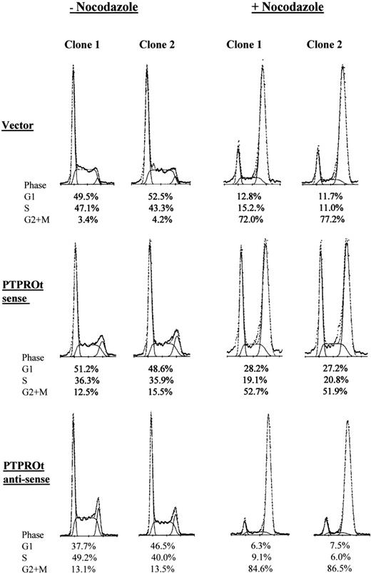 Fig. 9. Cell-cycle analysis of PTPROt sense, antisense, and vector-only B-lymphoid transfectants. Two representative stable PTPROt sense, antisense, and vector-only DHL-4 B-lymphoid transfectants were cultured in 2% serum in the presence (right) or absence (left) of the microtubule-stablizing agent, nocodazole. When PTPROt sense, antisense and vector-only transfectants were grown in 2% serum in the absence of nocodazole, there were no significant differences in cell-cycle distribution (left panel). When PTPROt antisense or vector-only transfectants were treated with nocodazole, the G0/G1 portion of the cycle was greatly diminished and only 6% to 12% of the cells remained in G0/G1 (right panel). In marked contrast, ≈28% of nocodazole-treated PTPROt sense transfectants remained in G0/G1 (right panel).