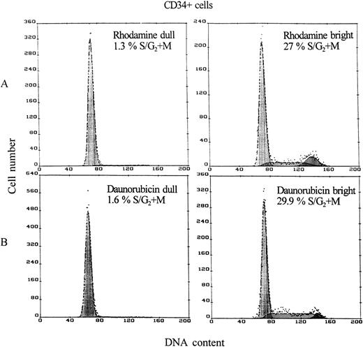 Fig. 1. After the rhodamine (A) or daunorubicin (B) efflux assay rhodamine or daunorubicin dull and 25% of the most rhodamine or daunorubicin bright CD34+ cells were sorted and stained with PI. A representative example of the DNA content of sorted subfractions is presented.