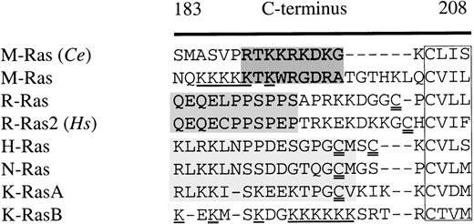 Fig. 1. Comparison of the amino acid sequence of the C-terminus (residues 183-208) of M-Ras and a C elegans orthologue of M-Ras (Ce) with R-Ras, R-Ras2, H-, N-, and K-RasA/B. All sequences are murine with the exception of R-Ras2 (human). Gaps are indicated by a hyphen (-). The CAAX-motifs are boxed. Shaded areas indicate regions of homology between M-Ras and its C elegans orthologue (dark gray), the proline-rich R-Ras box (medium gray), and conserved regions in H-Ras, N-Ras, and K-RasA (light gray). Poly-lysine motifs in M-Ras and K-RasB are underlined. Cysteine residues that might be palmitoylated are double underlined. C eleganssequence accession no. is CE00958.