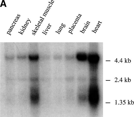 Fig. 2. Tissue distribution of M-Ras. (A) Northern blots with poly (A)+ RNAs from the indicated human tissues were probed with the C-terminal portion of human M-Ras cDNA. (B) Lysates of 293-cells transiently expressing HA-tagged M-Ras or N-Ras were resolved on SDS-PAGE and immunoblotted with anti-HA antibody 12CA5. The same blot was stripped and immunoblotted with Y13-259, the M-Ras specific pep I antibodies, and the cross-reactive pep II antibodies. (C) Lysates of the indicated tissues and of NIH 3T3 fibroblasts were subjected to immunoprecipitation with 15 μg Y13-259. The immunoprecipitates were resolved on SDS-PAGE and immunoblotted with M-Ras–specific antibodies ( pep I, top panel) or antibodies that cross-reacted between M-Ras and p21 Ras ( pep II, bottom panel).
