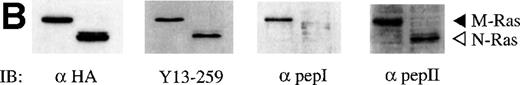 Fig. 2. Tissue distribution of M-Ras. (A) Northern blots with poly (A)+ RNAs from the indicated human tissues were probed with the C-terminal portion of human M-Ras cDNA. (B) Lysates of 293-cells transiently expressing HA-tagged M-Ras or N-Ras were resolved on SDS-PAGE and immunoblotted with anti-HA antibody 12CA5. The same blot was stripped and immunoblotted with Y13-259, the M-Ras specific pep I antibodies, and the cross-reactive pep II antibodies. (C) Lysates of the indicated tissues and of NIH 3T3 fibroblasts were subjected to immunoprecipitation with 15 μg Y13-259. The immunoprecipitates were resolved on SDS-PAGE and immunoblotted with M-Ras–specific antibodies ( pep I, top panel) or antibodies that cross-reacted between M-Ras and p21 Ras ( pep II, bottom panel).
