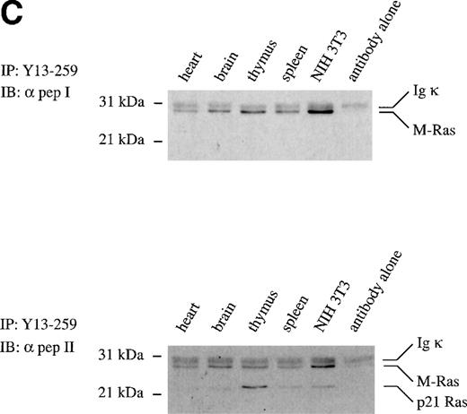 Fig. 2. Tissue distribution of M-Ras. (A) Northern blots with poly (A)+ RNAs from the indicated human tissues were probed with the C-terminal portion of human M-Ras cDNA. (B) Lysates of 293-cells transiently expressing HA-tagged M-Ras or N-Ras were resolved on SDS-PAGE and immunoblotted with anti-HA antibody 12CA5. The same blot was stripped and immunoblotted with Y13-259, the M-Ras specific pep I antibodies, and the cross-reactive pep II antibodies. (C) Lysates of the indicated tissues and of NIH 3T3 fibroblasts were subjected to immunoprecipitation with 15 μg Y13-259. The immunoprecipitates were resolved on SDS-PAGE and immunoblotted with M-Ras–specific antibodies ( pep I, top panel) or antibodies that cross-reacted between M-Ras and p21 Ras ( pep II, bottom panel).