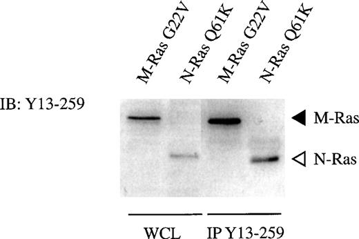 Fig. 3. M-Ras is recognized by the monoclonal anti-Ras antibody Y13-259. Lysates of 293-cells transiently expressing myc-tagged M-Ras or HA-tagged N-Ras were subjected to immunoprecipitation with 10 μg of Y13-259. The immunoprecipitates, in parallel with samples of the same lysates (WCL), were resolved on SDS-PAGE and immunoblotted with Y13-259 as described.