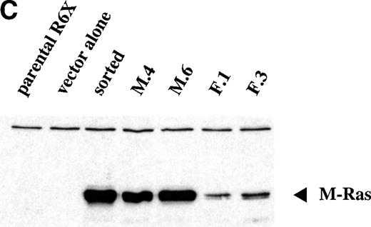 Fig. 5. Expression of constitutively active M-Ras G22V in an IL-3–dependent cell line results in factor-independent growth. (A) Polyclonal, puromycin-resistant R6-X M-Ras G22V cells (□) or parental R6-X cells (▪) were plated in agar in triplicate in the absence of IL-3 at 2.5 × 104 per mL or 2.5 × 103/mL (as indicated). Colonies were counted at day 7 using a colony-microscope. (B) Correlation of levels of expression of M-Ras G22V with factor-independent growth. Clones of R6-X M-Ras G22V cells derived from colonies grown in medium alone (M series; ⧫) or in the presence of IL-3 (F series; □) were expanded in IL-3, washed, and incubated in medium alone for days, when survival and growth were assessed by uptake of MTT as described above. The uptake of MTT (expressed as OD units) was plotted against the mean intensity of fluorescence (MFI) of EGFP assessed by flow cytometry of the same clones grown in the presence of IL-3. (C) Correlated expression of EGFP and M-Ras G22V. Twenty micrograms of whole-cell lysates of 4 of the clones shown in (B) above, 2 exhibiting high EGFP expression (M.4, MFI 1775, and M.6, MFI 2271) and 2 with low EGFP expression (F.1, MFI 216, and F.3, MFI 474), were immunoblotted using a monoclonal antibody specific for the HA-tag present on the M-Ras G22V. Also shown are lysates of parental R6-X cells and of a “sorted,” polyclonal population of M-Ras G22V-expressing R6-X cells, selected by fluorescence-activated cell sorting (FACS) and culture in IL-4 (sorted), and of a population of R6-X cells infected with empty vector (vector alone).