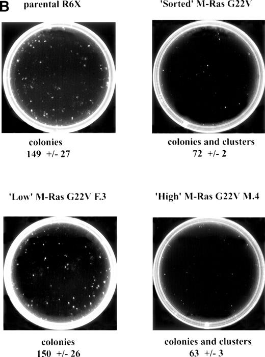 Fig. 6. Expression of M-Ras G22V in an IL-3–dependent line results in factor-independent growth in the absence of IL-3, but decreased growth in its presence. (A) Parental R6-X (open symbols) or an FACS-sorted population expressing M-Ras G22V (closed symbols) were cultured in triplicate at 104/mL in medium alone (circles •, ○) or in the presence of IL-3 (2% W3) (squares ▪, □). Cells were counted at the indicated intervals and counts are shown as the mean ± SEM. (B) Parental R6-X cells or clones expressing high (clone F.3; MFI 474) or low (clone M.4; MFI 1775) levels of M-Ras G22V, or the polyclonal “sorted” population expressing high levels of M-Ras G22V cells (sorted), were plated in agar for 7 days in 2% W3 at 3 × 102 per mL. The mean ± SEM of numbers of colonies or in the case of M.4 and St, colonies and clusters, in triplicate cultures is shown under the images of representative plates of each triplicate. To visualize colonies, plates were stained with acridine orange (1 μg/mL) and the images were captured using a Canberra Packard photodocumentation system (Alpha Innotech Corp, San Leandro, CA).