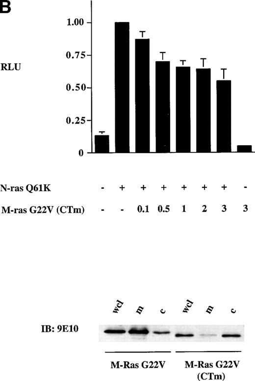 Fig. 8. Activation of the c-fos promoter by M-Ras; evidence for sharing of effectors with p21 Ras. Shown are relative luciferase units derived from assays of lysates of 293-cells transiently transfected with 0.25 μg of the c-fos luciferase reporter plasmid and: (A) 3 μg of the indicated plasmids; (B) 0.25 μg of a N-Ras Q16K plasmid and the indicated amounts of M-Ras G22V plasmids. Results represent data from 6 (A) or 3 (B) independent experiments and are shown as mean ± SD. All transient transfections contained equal amounts of total plasmid DNA, normalized with empty vector containing the same promoter. The lower panel of (B) shows results of a cell-fractionation experiment. Lysates of N-terminally tagged M-Ras G22V or C-terminally tagged M-Ras G22V (CTm) were subjected to ultra-centrifugation. Samples of whole-cell lysate (wcl), the membrane-enriched fraction (m) and the cytosolic fraction (c) were separated on SDS-PAGE and immunoblotted with anti–myc-epitope antibody 9E10.