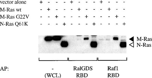Fig. 10. Binding of M-Ras to the Ras binding domains (RBD) of Raf-1 and Ral-GDS. Lysates of 293-cells transiently transfected with HA-tagged M-Ras wt, M-Ras G22V, N-Ras Q61K, or vector alone were mixed as indicated with GST-fusion proteins of the RBD of Raf-1 or Ral-GDS precoupled to glutathione beads. Proteins were eluted from the beads by boiling and, in parallel with samples of the original lysates (WCL), were subjected to SDS-PAGE and immunoblotting with anti-HA antibody 12CA5. (◂), HA-M-Ras; (◃), HA-N-Ras.