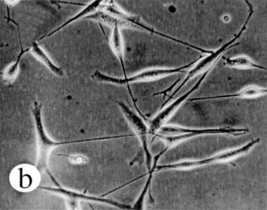 Fig. 7. Transformation of NIH 3T3 fibroblasts by constitutively active M-Ras G22V. (A) NIH 3T3 fibroblasts were retrovirally transduced with (a) empty vector, (b) N-Ras Q61K, (c) M-Ras wt, or (d) M-Ras G22V. Shown are phase-contrast photomicrographs of cells grown in medium containing 10% calf serum. (B) Cell densities reached by polyclonal populations of NIH3T3 cells expressing vector alone (◊), M-Ras wt (□), M-Ras G22V (•), and N-Ras Q61K (▴). Cells were grown in 10% calf serum and figures represent data from 2 independent experiments, each performed in triplicate, and are shown as means ± SD.
