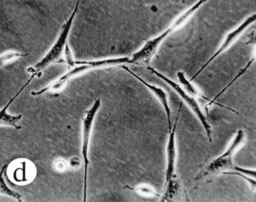 Fig. 7. Transformation of NIH 3T3 fibroblasts by constitutively active M-Ras G22V. (A) NIH 3T3 fibroblasts were retrovirally transduced with (a) empty vector, (b) N-Ras Q61K, (c) M-Ras wt, or (d) M-Ras G22V. Shown are phase-contrast photomicrographs of cells grown in medium containing 10% calf serum. (B) Cell densities reached by polyclonal populations of NIH3T3 cells expressing vector alone (◊), M-Ras wt (□), M-Ras G22V (•), and N-Ras Q61K (▴). Cells were grown in 10% calf serum and figures represent data from 2 independent experiments, each performed in triplicate, and are shown as means ± SD.
