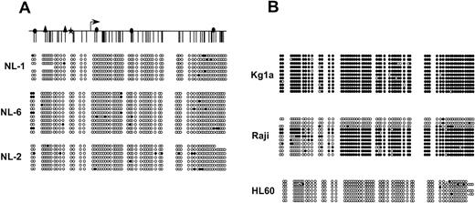 Fig. 1. p15 CpG island methylation state in normal individuals. Representation of the CpG island of p15 showing CpG site methylation. A schematic of the p15 CpG island is shown at the top for reference, and transcription start is denoted by the arrow. The symbols above the schematic represent potentialtrans-acting factor binding sites. (▴) Sp1 binding sites.34 Sunbursts downstream of transcription start () represent several additional potential Sp1 binding sites. (★) represents a potential G/T box. (◢) represents a purine/pyrimidine tract that binds an unidentified potentialtrans-acting factor on gel shift analysis (data not shown). For each sequenced leukemia, each row represents an individual cloned and sequenced allele following sodium bisulfite DNA modification. CpG sites are marked as circles and drawn to accurately reflect CpG density of the region. (•) Methylated CpG sites; (○) unmethylated sites. “x” represents a CpG site for which sequence data was ambiguous. (A) The p15 CpG island is largely unmethylated in normal lymphocytes taken from 3 individuals. (B) Individual cloned and sequenced alleles from 3 leukemia cell lines: KG1a, Raji, and HL60.