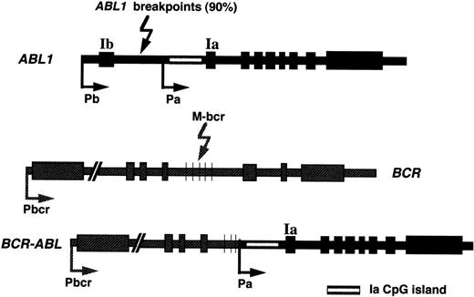 Fig. 1. The position of the Ia CpG island within theBCR-ABL fusion gene is shown. The normal ABL1proto-oncogene (top) comprises 2 alternative promoters (Pb and Pa) each adjacent to exons Ib and Ia, respectively. Ninety percent of CML breakpoints occur in the long intron separating exons Ib and Ia. After the translocation event, the Ia promoter and its associated CpG island become nested within the fusion gene.