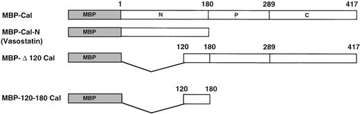 Fig. 1. Schematic representation of full-length calreticulin and calreticulin fragments expressed in E coli as fusion proteins with MBP. MBP is depicted as a shaded box. The N-terminal (N), proline-rich (P), and C-terminal (C) domains of calreticulin are noted. Numbers above each box denote the amino acid numbers from mature calreticulin.