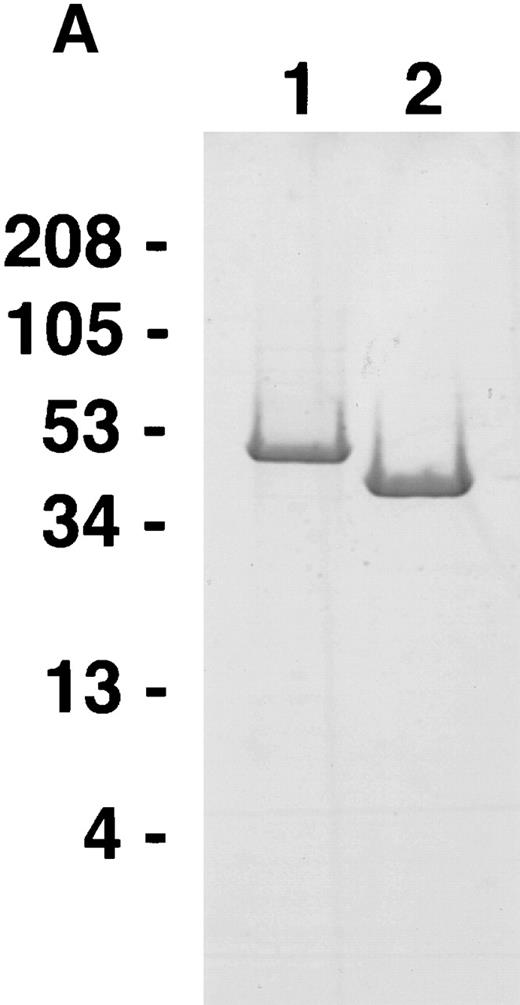 Fig. 6. (A) SDS-PAGE of recombinant purified proteins. 1: MBP 120-180 calreticulin fragment; 2: MBP. (B) Inhibition of endothelial cell proliferation by MBP 120-180 calreticulin fragment. Fetal bovine heart endothelial cells (800 cells/well) were incubated for 5 days either in medium alone or medium supplemented with bFGF (15 ng/mL), with or without recombinant purified MBP 120-180 calreticulin peptide (1 μg/mL). The results of 8 experiments are expressed as mean cpm (±SD).