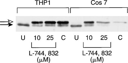 Fig. 1. L-744,832 inhibits H-Ras farnesylation in cultured cell lines. COS 7 or THP-1 cells were cultured for 48 hours, lysed, immunoprecipitated with pan-Ras antibody Y13-259, blotted, and probed with an antibody specific for H-Ras. Cells were either untreated (U) or were cultured with either 10 μmol/L or 25 μM of L-744,832 or with 100 μmol/L of compactin. Unprocessed H-Ras is indicated by the white arrow and processed Ras is designated with a black arrow.