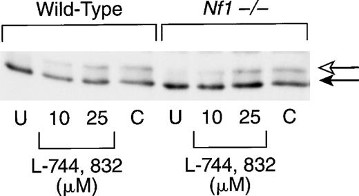 Fig. 2. L-744,832 inhibits H-Ras farnesylation in murine hematopoietic cells. Mononuclear cells harvested from the bone marrows of mice transplanted with wild-type or Nf1−/− cells were cultured for 20 hours. Cells were either untreated (U) or were cultured with either 10 μmol/L or 25 μmol/L of L-744,832 or with 100 μmol/L of compactin. The cell lysates were prepared and H-Ras processing was assessed as described in Fig 1. Unprocessed H-Ras is indicated by the white arrow and processed Ras is designated with a black arrow.