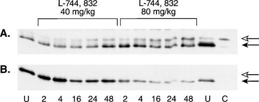 Fig. 5. L-744,832 inhibits H-Ras, but not N-Ras, farnesylation in vivo. Wild-type mice were injected with a single dose of either 40 mg/kg of 80 mg/kg of L-744,832, then killed 2, 4, 16, 24, or 48 hours after treatment. Mononuclear cells were isolated from hematopoietic tissues, lysed, immunoprecipitated, subject to gel electrophoresis, and blotted as described in Materials and Methods. Bands corresponding to unprocessed and processed Ras are labeled with open and closed arrows, respectively. Cells from untreated mice are labeled “U” and a lysate prepared from a compactin-treated cell line is labeled “C.” (A) Western blot probed with an H-Ras antibody. (B) The same Western blot was stripped and reprobed with an N-Ras antibody.