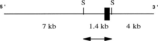 Fig. 1. A schematic representation of the human genomic clone isolated from λ FIX II genomic library. Exon I (black box) of the hEphA3 gene is within a 1.4-kb SacI fragment (arrow) that was subcloned and fully sequenced for further analyses. SacI sites are denoted as S.