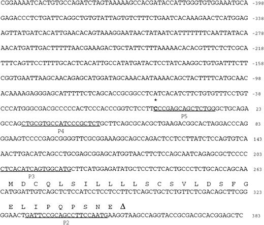 Fig. 2. Nucleotide sequence of exon 1 and 5′ flanking sequence of the human EphA3 gene. Numbering of nucleotides is relative to the transcription initiation site (bolded and below the asterisk) as determined by RACE PCR. For the coding part of exon 1, the amino acid sequence is given above the nucleotide sequence in the one-letter code. The consensus GT of the splice donor is noted (below triangle). The positions of primers (P2-P5) used to identify the transcription initiation site are underlined.