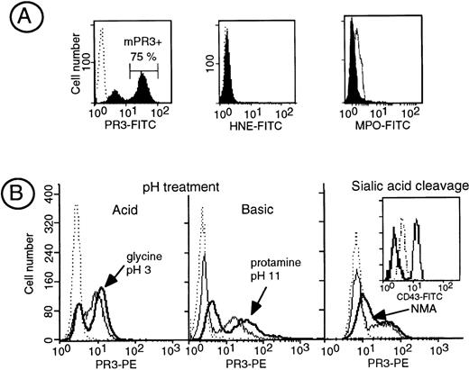 Fig. 1. Biochemical characterization of the interaction of PR3 with the plasma membrane. (A) Flow cytometry analysis of membrane expression of PR3, HNE, and MPO in isolated resting neutrophils. Neutrophils were stained with the MoAb anti-PR3 CLB 12.8, 2 HNE MoAbs, or a polyclonal anti-MPO shown by FITC-conjugated antibodies to visualize PR3, HNE, or MPO surface labeling, respectively. In this representative experiment performed in a given individual, flow cytometry analysis shows that 75% of the neutrophils are labeled with the MoAb anti-PR3 (mPR3+), whereas no surface labeling was observed for HNE and MPO under the same conditions. (B) Effect of modification of membrane charge on membrane PR3 expression: isolated neutrophils having a mPR3+ subset of 70% and 30% were treated either with acid pH (50 mmol/L glycine, 150 mmol/L Tris, pH 3) or with basic pH (100 μmol/L protamine, pH 10.7), respectively. The treatment resulted in an increase in PR3 surface labeling (bold line) as compared with untreated neutrophils (plain line) with reference to control IgG1 (dotted line). On the right, isolated neutrophils from an individual having a 25% mPR3+ subset (control IgG1 in dotted line) were treated with neuraminidase, resulting in an increase in PR3 surface labeling (bold line) as compared with untreated neutrophils (plain line); the insert shows the positive control for neuraminidase activity on CD43 expression shown by an MoAb whose epitope is sialic acid dependent.