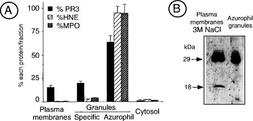 Fig. 2. Analysis of PR3 subcellular localization by neutrophil fractionation. (A) Measurement of PR3, HNE, and MPO in fractionated neutrophils. Resting neutrophils from an individual having an 80% mPR3+ subset were fractionated into the plasma membrane-enriched fraction that contains secretory vesicles, the specific granules, the azurophil granules, and the cytosol. Double sandwich ELISA were used to specifically quantify PR3, HNE, and MPO in an aliquot of each fraction equivalent to 50 × 106neutrophils. The histogram depicts the percentage of each protein in the different fractions. Data are the mean ± SEM of 4 determinations obtained in a representative fractionation experiment. (B) Western blot analysis of the membrane-enriched fraction as compared with azurophil granules. The neutrophil membrane-enriched fraction (100 × 106 neutrophils) washed with high salt concentration buffer (50 mmol/L Tris, 3 mol/L NaCl) before analysis was compared with purified azurophil granules (10 × 106 neutrophils).