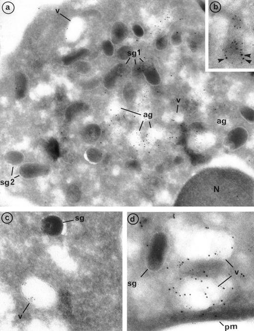 Fig. 4. Evidence of the colocalization of PR3 with MPO in azurophil granules, PR3 with lactoferrin in specific granules, and PR3 with CR1 in secretory vesicles using double immunolabeling electron microscopy. (a) Double immunolabeling with the MoAb anti-PR3 CLB 12.8 coupled with a 10-nm gold particles-conjugated goat antimouse (GAM 10) and the polyclonal anti-MPO coupled with a 5-nm gold particles-conjugated goat antirabbit (GAR 5). The presence of 5-nm gold grains in large empty granules indicates that MPO is localized exclusively in azurophil granules. The colocalization of gold grains of both sizes within these granules indicates that PR3 is located with MPO in these granules. However, in contrast to MPO, PR3 is also localized at the periphery of empty vesicles (v) and in some specific granules (sg1) (original magnification × 54,250). (b) Double immunolabeling with the MoAb anti-PR3 CLB 12.8 coupled with a 10-nm gold particles-conjugated goat antimouse (GAM 10) and the polyclonal antilactoferrin coupled with a 5-nm gold particles-conjugated goat antirabbit (GAR 5) showing the presence of PR3 (arrowheads) along the limiting membrane of an elongated specific granule identified as such thanks to its prominent lactoferrin content (original magnification × 86,800). (c) Visualization of secretory vesicles with CR1 labeling. Immunolabeling of CR1 was performed with the polyclonal anti-CR1 coupled with GAR 5 and shows the localization of CR1 in the membrane of the secretory vesicles, which appear as empty organelles, but not in specific granules (original magnification × 98,700). (d) Double immunolabeling with the MoAb anti-PR3 CLB 12.8 coupled with GAM 10 and the polyclonal anti-CR1 coupled with GAR 5. Both sizes of grains are detected in the membrane of secretory vesicles identified by the presence of CR1 (original magnification × 98,700).