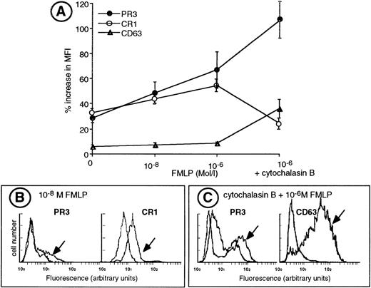 Fig. 5. Upregulation of membrane PR3 expression during sequential degranulation of isolated neutrophils. (A) Isolated neutrophils were adjusted to a concentration of 106 cells/mL and labeled for flow cytometry analysis with the specific MoAb before (HBSS) or after activation with various concentrations of FMLP in the absence or in the presence of cytochalasin B. Membrane expression of CR1 and CD63 are expressed as the mean fluorescence index (MFI). For PR3 membrane expression, results are expressed as the MFI of the mPR3+subset. Results are given as the percentage increase in MFI defined as (MFI MoAb − MFI control IgG1) ± SEM from 6 independent experiments. (B) Representative experiment of double-labeling PR3 and CR1, a marker of secretory vesicle mobilization, in resting neutrophils and in neutrophils stimulated with 10−8 mol/L FMLP (indicated with an arrow) from an individual having a 28% mPR3+subset. Labeling with the MoAb anti-CR1 shows an homogeneous population. (C) Representative experiment of double-labeling PR3 and CD63, a marker of azurophil degranulation in resting neutrophils and in neutrophils stimulated with 10−6 mol/L FMLP in the presence of cytochalasin B (indicated with an arrow), from an individual having a 43% mPR3+ subset. Labeling with the MoAb anti-CD63 shows a homogeneous population.