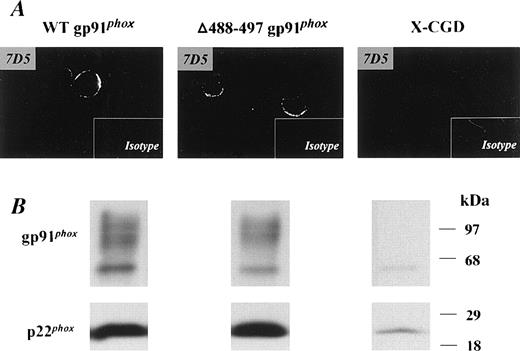 Fig. 1. Expression of recombinant WT gp91phoxand ▵488-497 gp91phox flavocytochromeb558 in transgenic PLB-985 cells. X-CGD PLB cells were transfected with either WT or ▵488-497 gp91phox cDNAs, and the expression of recombinant gp91phox/p22phox heterodimer was examined by immunoblotting (B). Five micrograms of cellular membranes was loaded. (A) Confocal microscopy observation of membrane surface expression of recombinant gp91phox. The indicated cells were stained with the gp91phoxmonoclonal antibody, 7D5, as described previously,18 and mouse IgG1 was used as an isotype control. Imaging amplifications: ×360 for 7D5 staining and ×148 for IgG1 staining.
