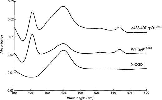 Fig. 2. Reduced minus oxidized difference spectrum of flavocytochrome b558 samples partially purified from membranes of X-CGD, WT gp91phox, and ▵488-497 gp91phox PLB-985 cells. Flavocytochromeb558 samples were partially purified from cellular membranes of the indicated cells and dithionite-reduced minus oxidized difference spectrum of the samples were analyzed as described in the Materials and Methods. Results shown are from one representative of triplicate analyses.