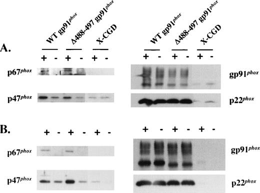 Fig. 3. Translocation of p47phox and p67phox to plasma membrane in intact cells activated with PMA and in the cell-free oxidase reconstitution assay stimulated with SDS. (A) The indicated cells undergone granulocytic differentiation for 5 days were stimulated with (+) or without (−) PMA (500 ng/mL) for 10 minutes at 37°C, and the plasma membranes were prepared on discontinuous sucrose gradients and analyzed for translocation of p47phox and p67phox by immunoblot analysis using p47phox and p67phox antibodies (left panel). After stripping, the blots were reprobed with gp91phox and p22phox monoclonal antibodies to show an equal loading (right panel). Each lane was loaded with 5 μg of proteins. (B) Membranes separated from the indicated cells were mixed with 3-fold of neutrophil cytosol in the cell-free oxidase reconstitution assay. After 10 minutes of incubation at 25°C in the presence (+) or absence (−) of 100 μmol/L SDS, the membranes were reisolated by ultracentrifugation and detected for the translocation of p47phox and p67phox (left panel) by immunoblot analysis as described in (A). Each lane was loaded with 5 μg of proteins.